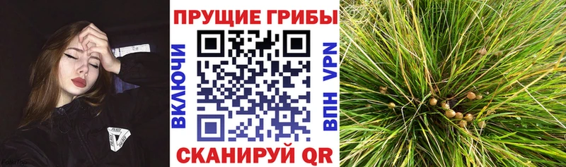 Галлюциногенные грибы прущие грибы  купить  сайты  Губкин 